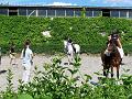Reiterspiele08_057